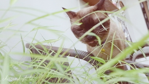  ��Ѻ��ا�ǹ���������� ������ � ��Թ��駤�������