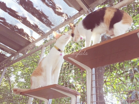  ��Ѻ��ا�ǹ���������� ������ � ��Թ��駤�������