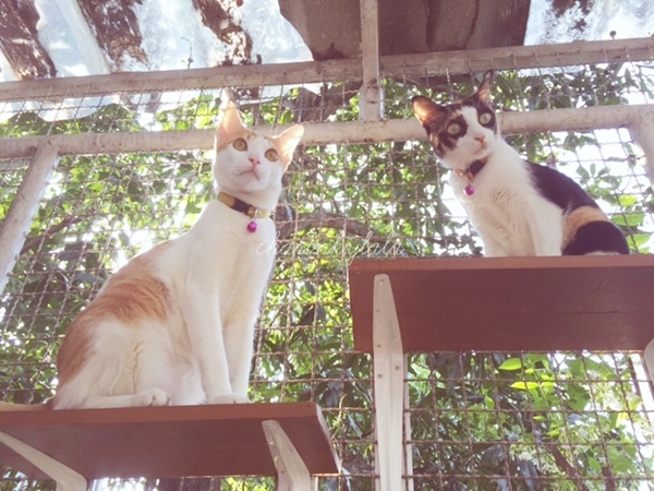  ��Ѻ��ا�ǹ���������� ������ � ��Թ��駤�������