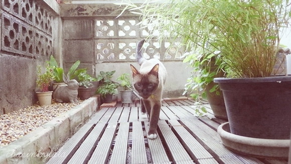  ��Ѻ��ا�ǹ���������� ������ � ��Թ��駤�������