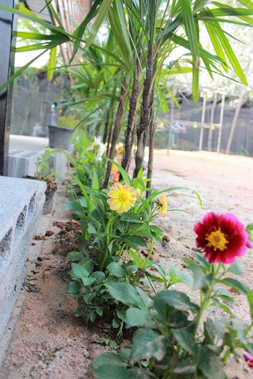 ��ҹ���������ѧ���� �� 4.5 �ʹ �����Թ 50 ��.�.