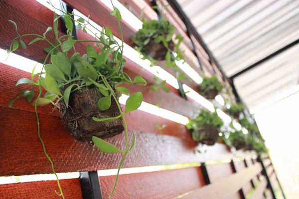 ��ҹ���������ѧ���� �� 4.5 �ʹ �����Թ 50 ��.�.