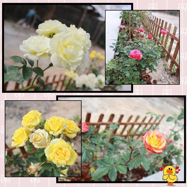 ��ҹ���������ѧ���� �� 4.5 �ʹ �����Թ 50 ��.�.