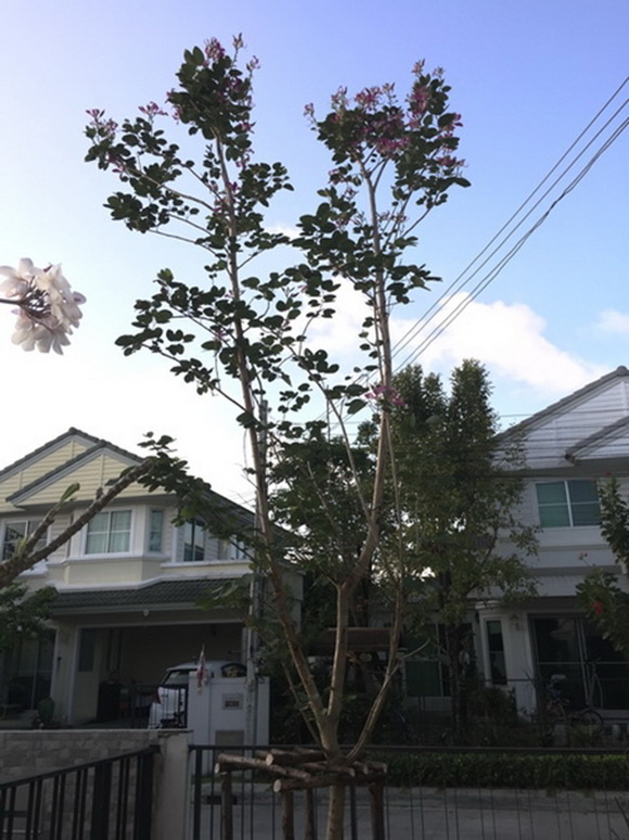 �Ѵ�ǹ���µ���ͧ�ҡ�ǹ��� � ��ٴբ�鹨��������ǹ���