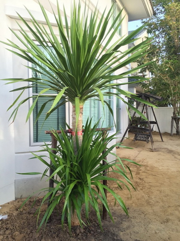 �Ѵ�ǹ���µ���ͧ�ҡ�ǹ��� � ��ٴբ�鹨��������ǹ���