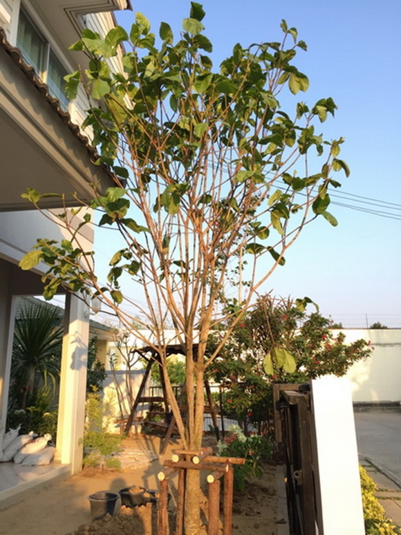 �Ѵ�ǹ���µ���ͧ�ҡ�ǹ��� � ��ٴբ�鹨��������ǹ���