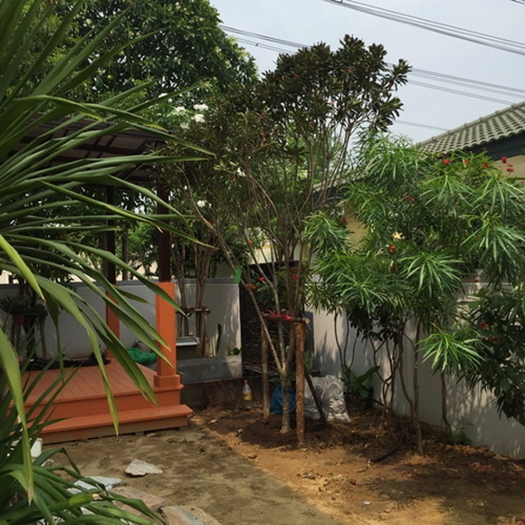 �Ѵ�ǹ���µ���ͧ�ҡ�ǹ��� � ��ٴբ�鹨��������ǹ���