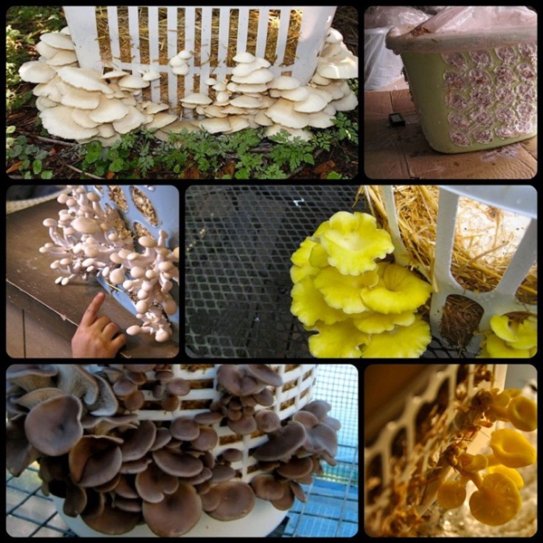 20 �����ⴹ� ����Ѻ��èѴ�ǹ����ԹԺ���鹷��ӡѴ