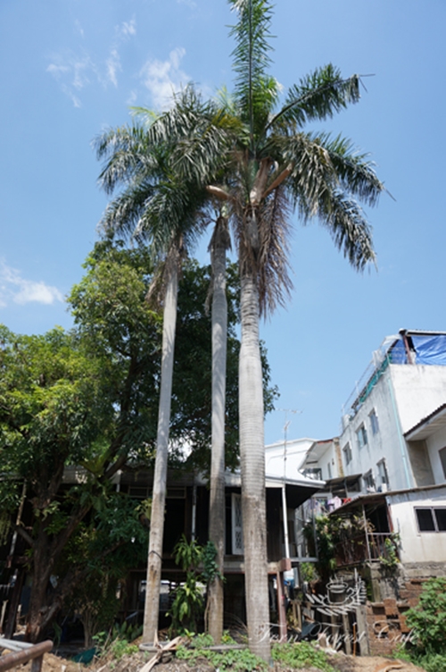 รีโนเวทบ้านหลังเก่าสภาพโทรมๆ ทำใหม่เป็นร้านกาแฟ พร้อมสวนย่อมให้นั่งแบบชิลๆ รีโนเวทบ้านหลังเก่าสภาพโทรมๆ ทำใหม่เป็นร้านกาแฟ พร้อมสวนย่อมให้นั่งแบบชิลๆ