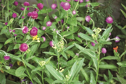 �Ѵ�ǹ�����ѧ��� ���ͧ������ҡ���