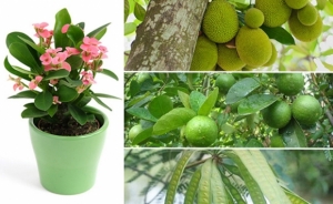 ��������� ��١�١��Ȫ��¹Ӥ�����ԭ ���⪤��������