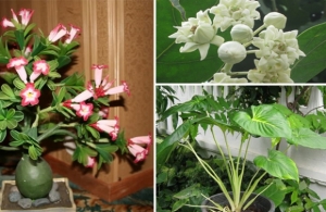 ��������ŷ���ռšѺ�����ѡ �ռŷ�駴�ҹ���������