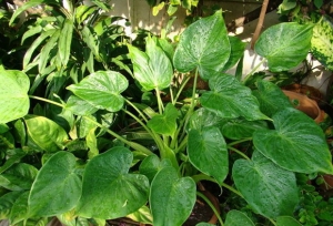 �鹹ҧ��ѡ�������������ǧ���� ��١����ѡ�Թ�ͧ