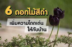 6 �͡����մ� ��������ⴴ�����Ѻ��ҹ