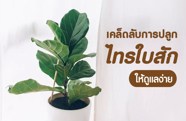 เคล็ดลับการปลูก ไทรใบสัก ให้ดูแลง่าย เคล็ดลับการปลูก ไทรใบสัก ให้ดูแลง่าย