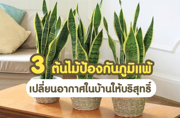 3 ������ͧ�ѹ������ ����¹�ҡ��㹺�ҹ������ط���