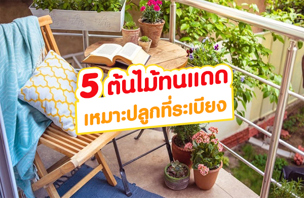 5 ����鷹ᴴ ����л�١�������§ ������鹷�����������Ѻ��ͧ�س