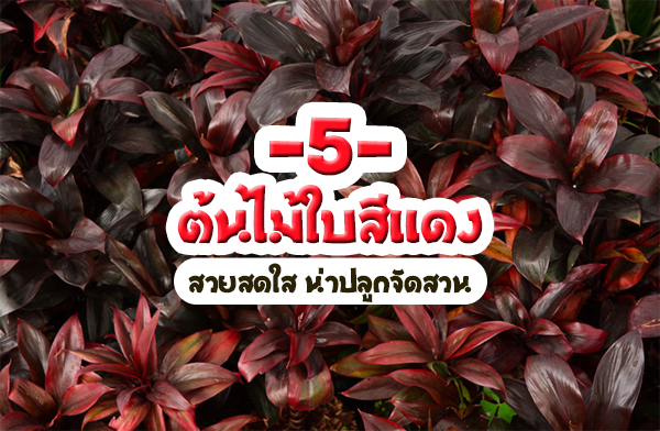 5 ต้นไม้ใบสีแดง สวยสดใส น่าปลูกจัดสวน 5 ต้นไม้ใบสีแดง สวยสดใส น่าปลูกจัดสวน