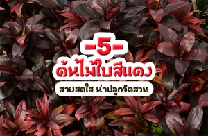 5 ��������ᴧ ���ʴ�� ��һ�١�Ѵ�ǹ