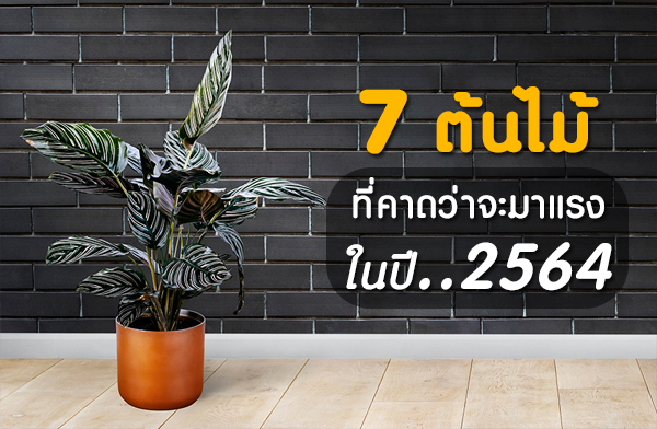 7 ต้นไม้ที่คาดว่าจะมาแรงในปี 2564 7 ต้นไม้ที่คาดว่าจะมาแรงในปี 2564