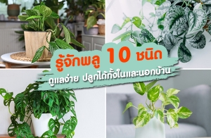 ���ѡ��� 10 ��Դ ���ŧ��� ��١�������й͡��ҹ