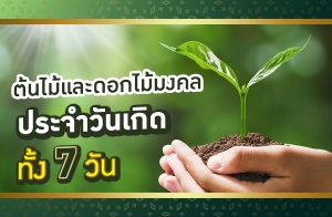 �������д͡������Ż�Ш��ѹ�Դ��� 7 �ѹ