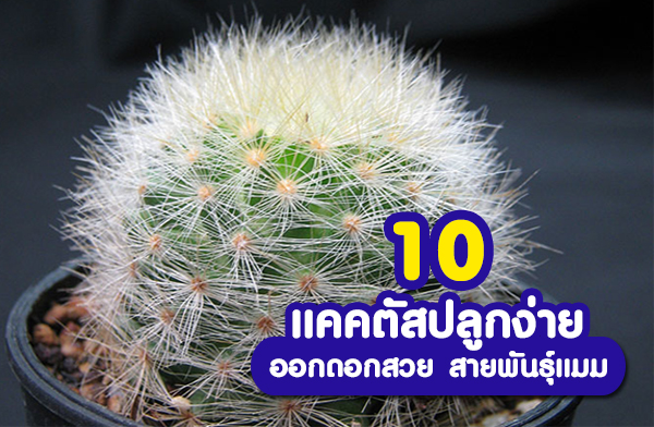 10 แคคตัสปลูกง่าย ออกดอกสวย สายพันธ์ุแมม 10 แคคตัสปลูกง่าย ออกดอกสวย สายพันธ์ุแมม