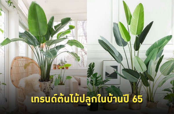 �Ѿഷ�ù�� ������١㹺�ҹ�� 65