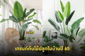 �Ѿഷ�ù�� ������١㹺�ҹ�� 65