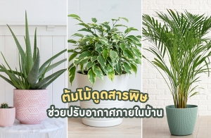 ����������¤�����͹ �ٴ��þ�� ��л�Ѻ�ҡ�����㹺�ҹ