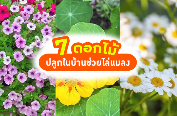 7 �͡����١㹺�ҹ ���������ŧ