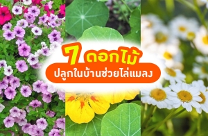 7 �͡����١㹺�ҹ ���������ŧ