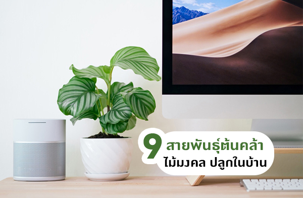 9 ��¾ѹ���鹤��� ������� ��١㹺�ҹ