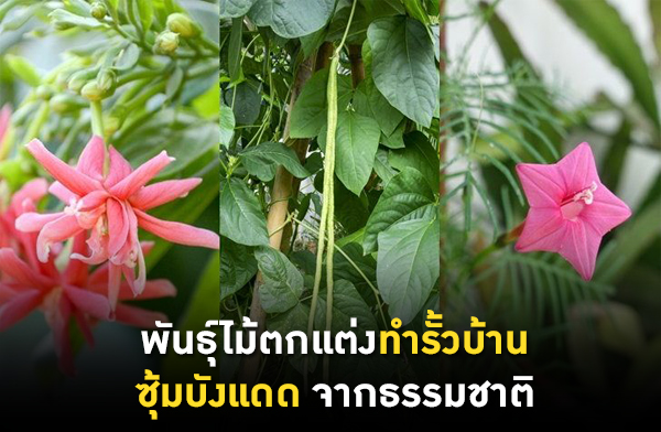 ����ѹ�����鵡�觷����Ǻ�ҹ �����ѧᴴ �ҡ�����ҵ�