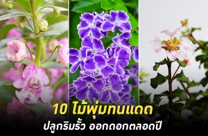 10 ��������ᴴ ��١������� �͡�͡��ʹ��