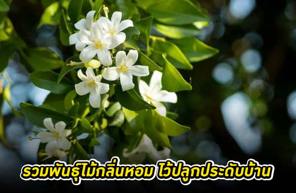 ����ѹ������������ ����١��дѺ��ҹ