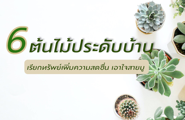 �й� 6 ������дѺ��ҹ ���¡��Ѿ����������ʴ��� ���������