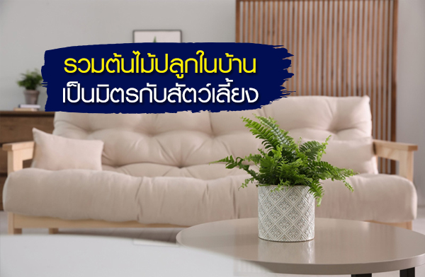 ���������١㹺�ҹ ���ԵáѺ�ѵ������§