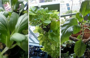 �͹ⴾ�鹷��ӡѴ���١�ת�ѡ�ǹ�������Թ������͹�ѹ �ҡ�ͧ������§�͹�����繻���ª��