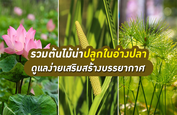 รวมต้นไม้น่าปลูกในอ่างปลา ดูแลง่ายเสริมสร้างบรรยากาศ รวมต้นไม้น่าปลูกในอ่างปลา ดูแลง่ายเสริมสร้างบรรยากาศ