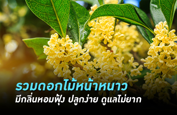 ����͡���˹��˹�� �ա��������� ��١���� ��������ҡ