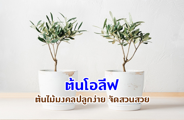 ต้นโอลีฟ ต้นไม้มงคลปลูกง่าย จัดสวนสวย ต้นโอลีฟ ต้นไม้มงคลปลูกง่าย จัดสวนสวย