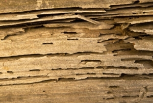 �Ըջ�ͧ�ѹ�ѭ�Ҩҡ��ǡ㹺�ҹ Ẻ����������շӧ����س�����