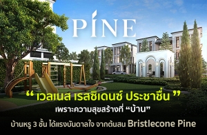 "侹  ʫഹ ЪҪ" ҹ 3  Ѻçѹ ҡʹ Bristlecone Pine  12 - 20 ҹ*