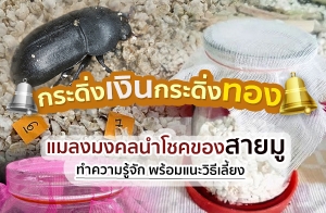 Ӥѡ дԹд觷ͧ ŧŹ⪤ͧ Ը§ ͤѧ