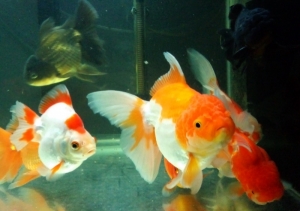 ��ѡ�������§��ҷͧ����ǧ���� ���Ẻ�˹ ��ҡ���� ��ȷҧ��õ�駵ç�˹��