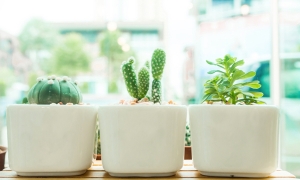 ������ "�ǧ����" ��觤�����觤����Ф����Դ���ҧ��ä�