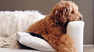 5 �Ըբ�Ѵ���ѵ�� ����⫿ҵ�������㹺�ҹ