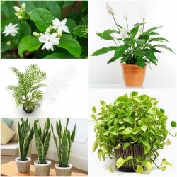 7 ��������١���ͧ�͹�� ���·������Ѻʺ���ҡ���