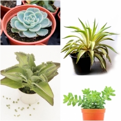 7 ����� ����§���� ��١㹡�жҧ����� ��� ����Ѻ��������Ѵ��١